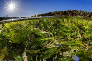 seagrass tide pool (Vivonne bay, Kangaroo island, south a... by Mathieu Foulquié 